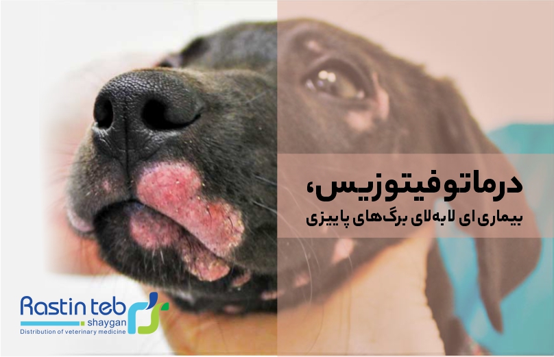 درماتوفیتوزیس