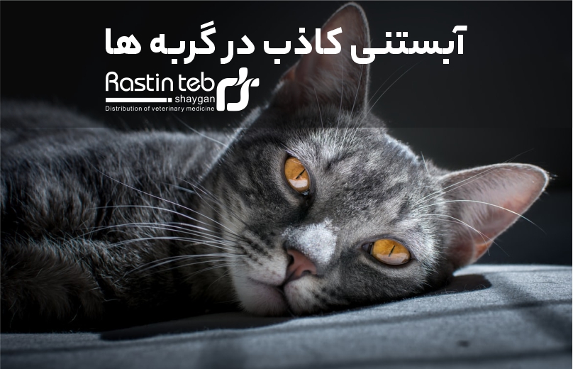 بیماری آبستنی کاذب