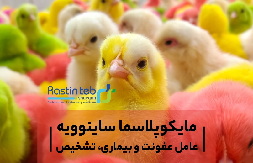 مایکوپلاسما