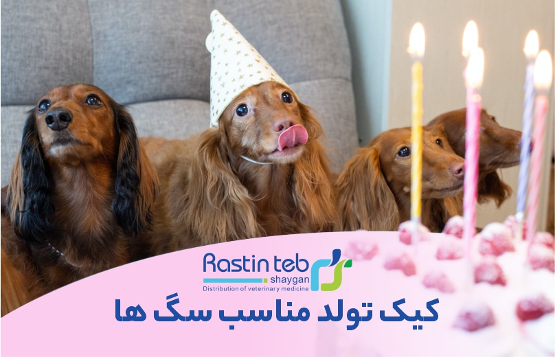 کیک تولد سگ ها